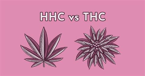 hHC vs tHC