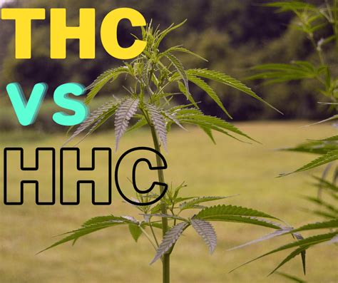 Ist HHC stärker als THC